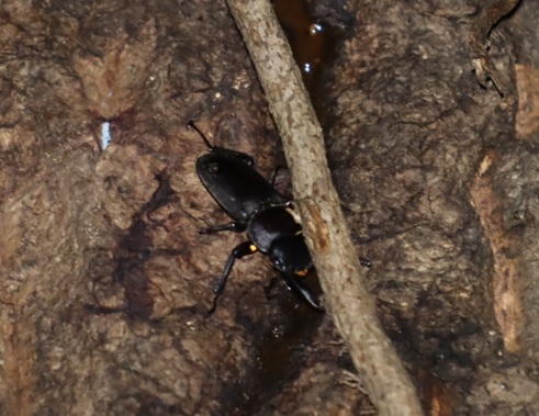 コクワガタ♂_No.4のクヌギ_クワガタ達のオアシス_2023年10月10日18時45分 気温19.9度